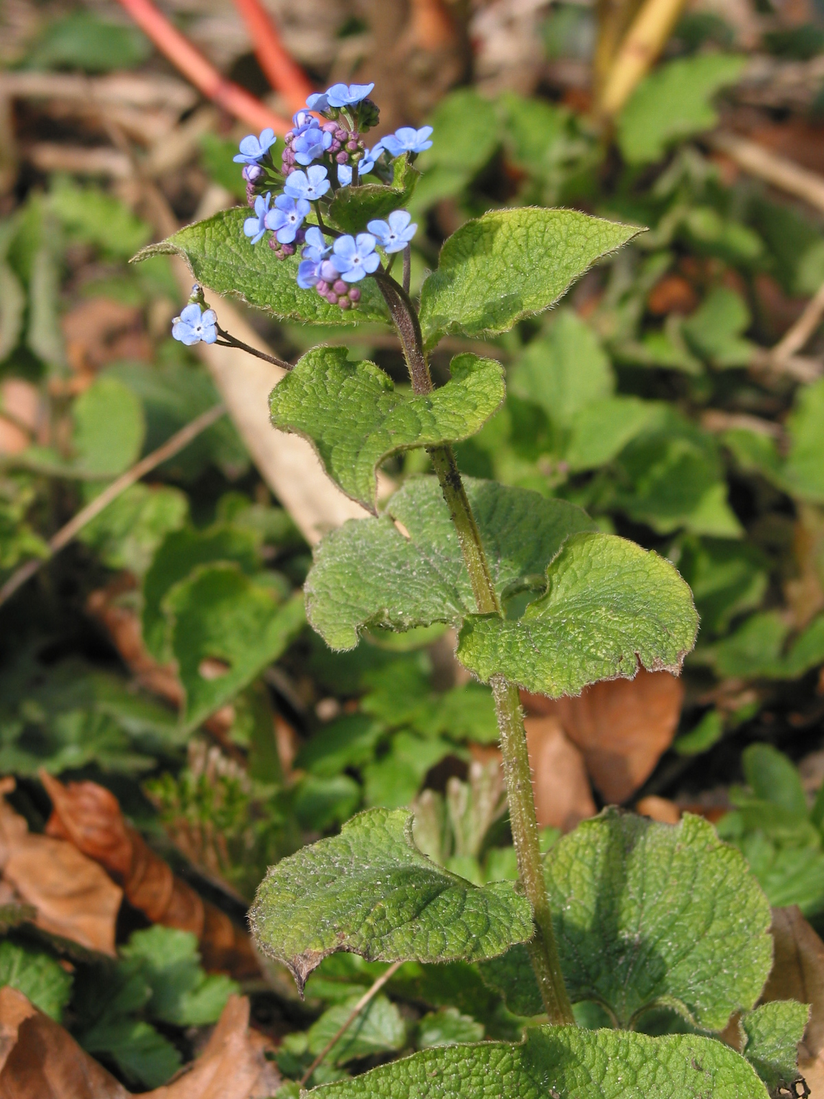 Brunnera macrophylla (door Gertjan van Mill)