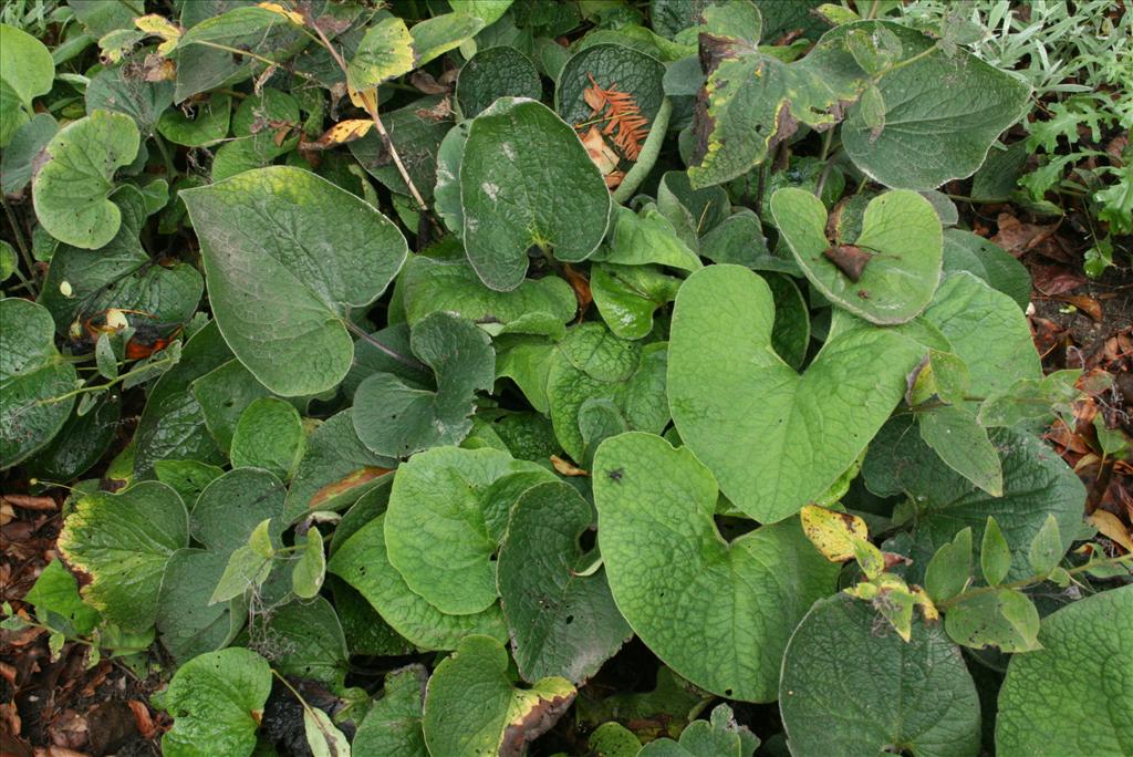 Brunnera macrophylla (door Gertjan van Mill)