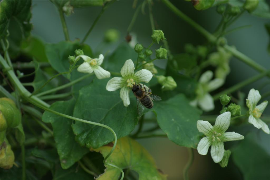 Bryonia dioica (door Pieter Stolwijk)