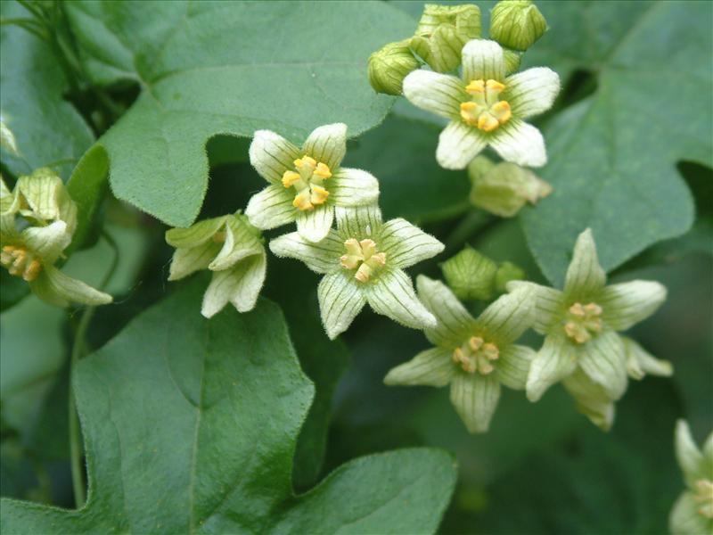 Bryonia dioica (door Adrie van Heerden)