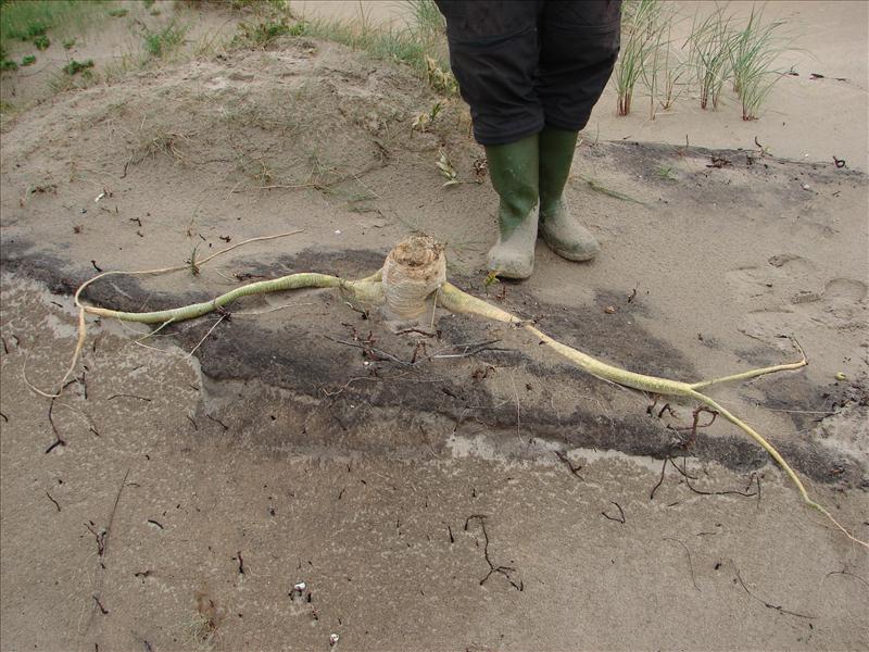 Bryonia dioica (door Adrie van Heerden)