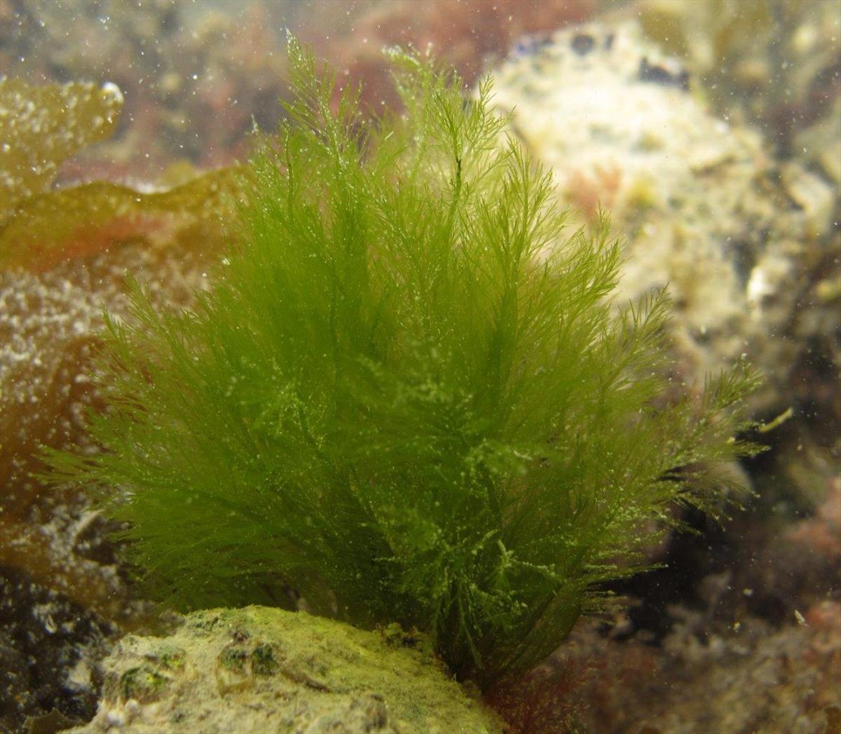 Bryopsis hypnoides (door Mart Karremans)