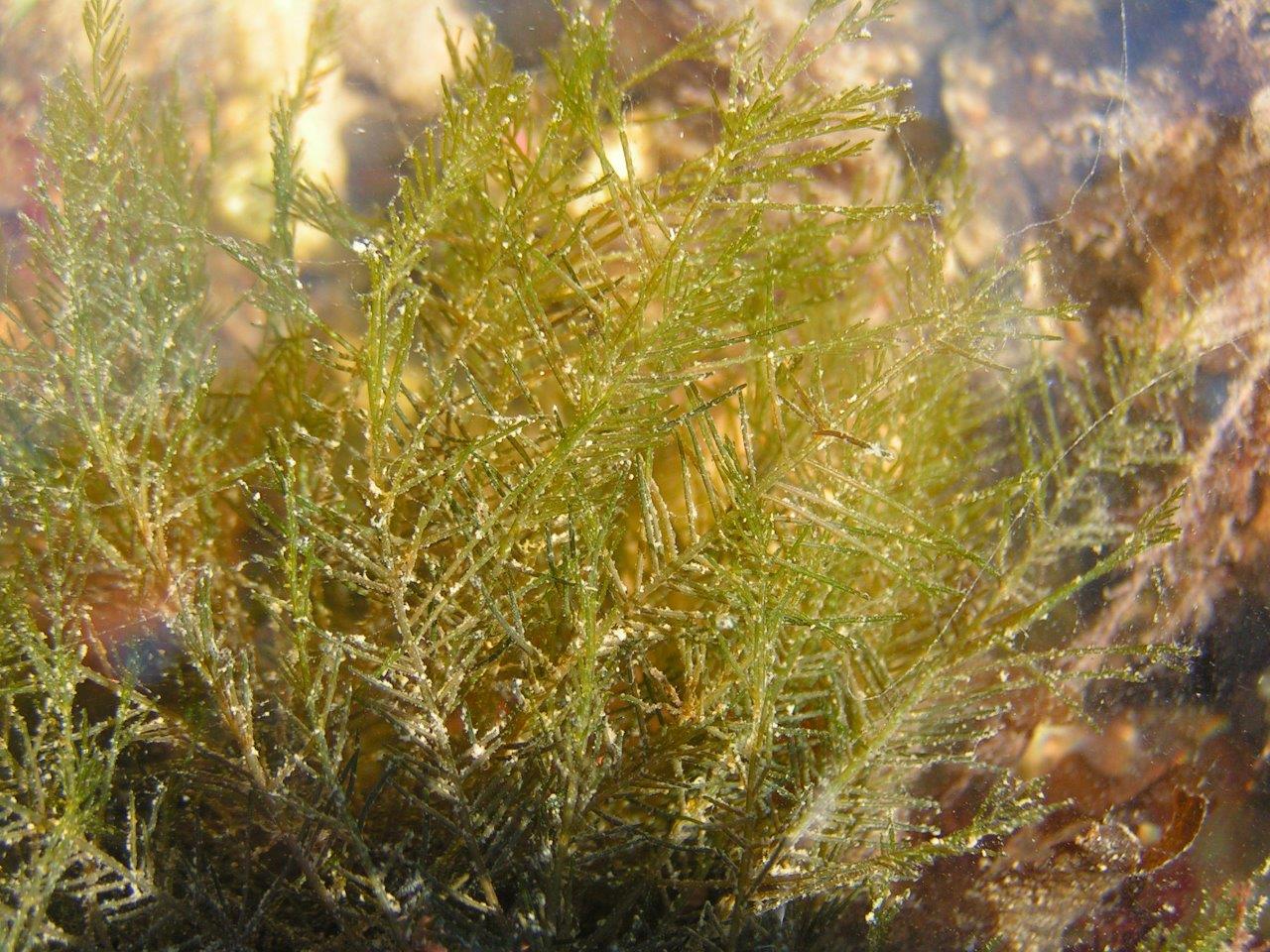 Bryopsis hypnoides (door Mart Karremans)