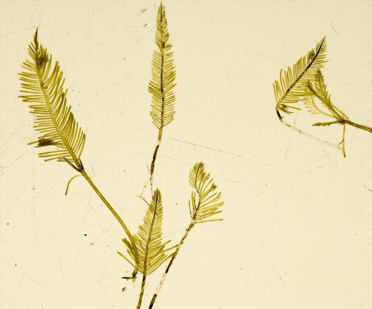 Bryopsis lyngbyei (door Mart Karremans)