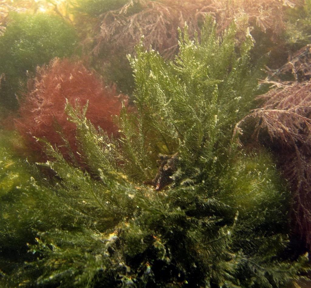 Bryopsis plumosa (door Mart Karremans)