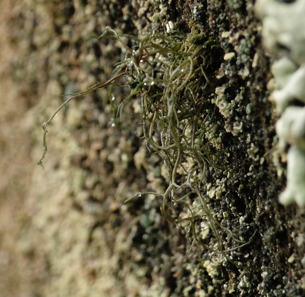 Bryoria fuscescens (door Henk-Jan van der Kolk)