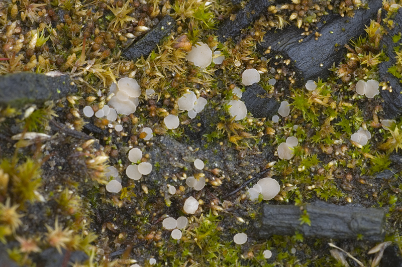 Bryoscyphus dicrani (door Nico Dam)