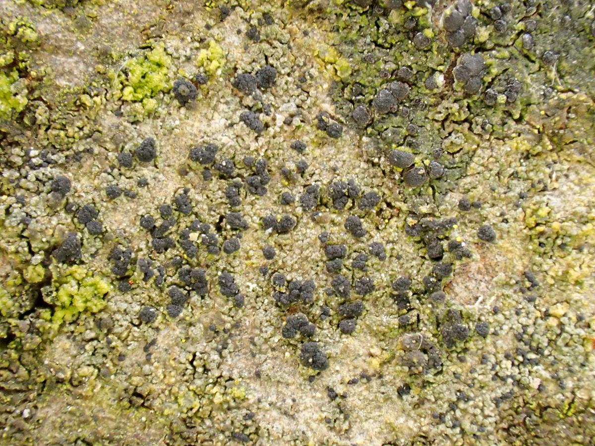 Arthonia fusca (door Arne van Wingerden)
