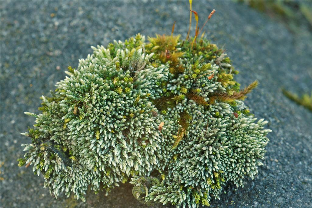 Bryum argenteum (door Jan Kersten)