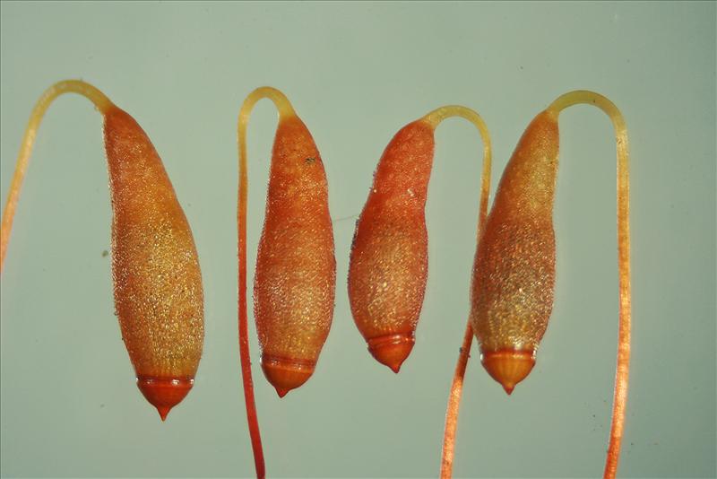 Bryum capillare (door Jan Kersten)