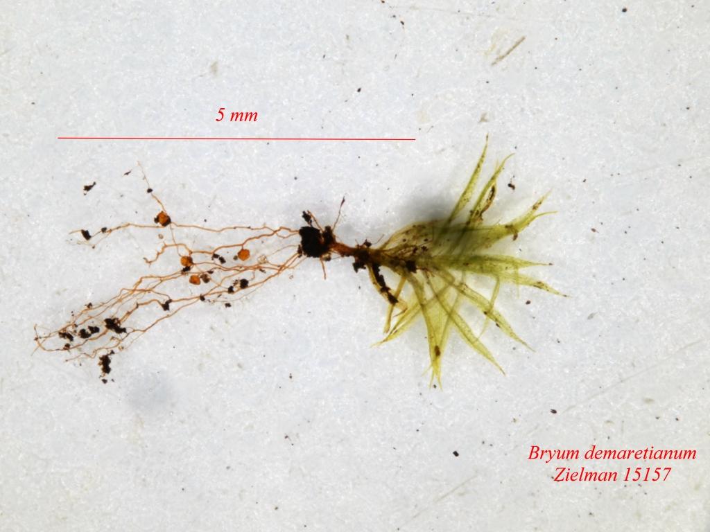 Bryum demaretianum (door Rudi Zielman)