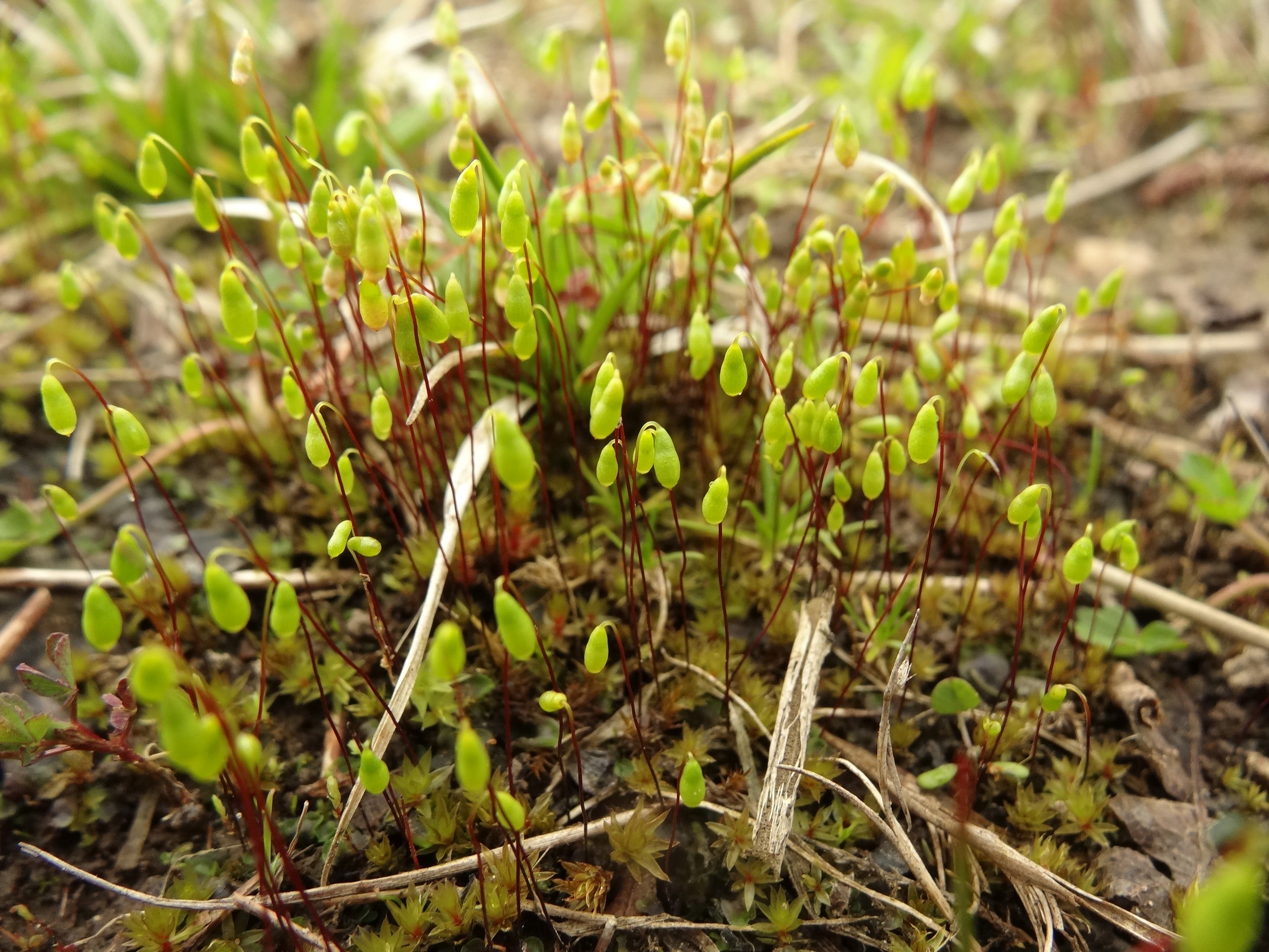 Bryum pseudotriquetrum (door Jakob Hanenburg)