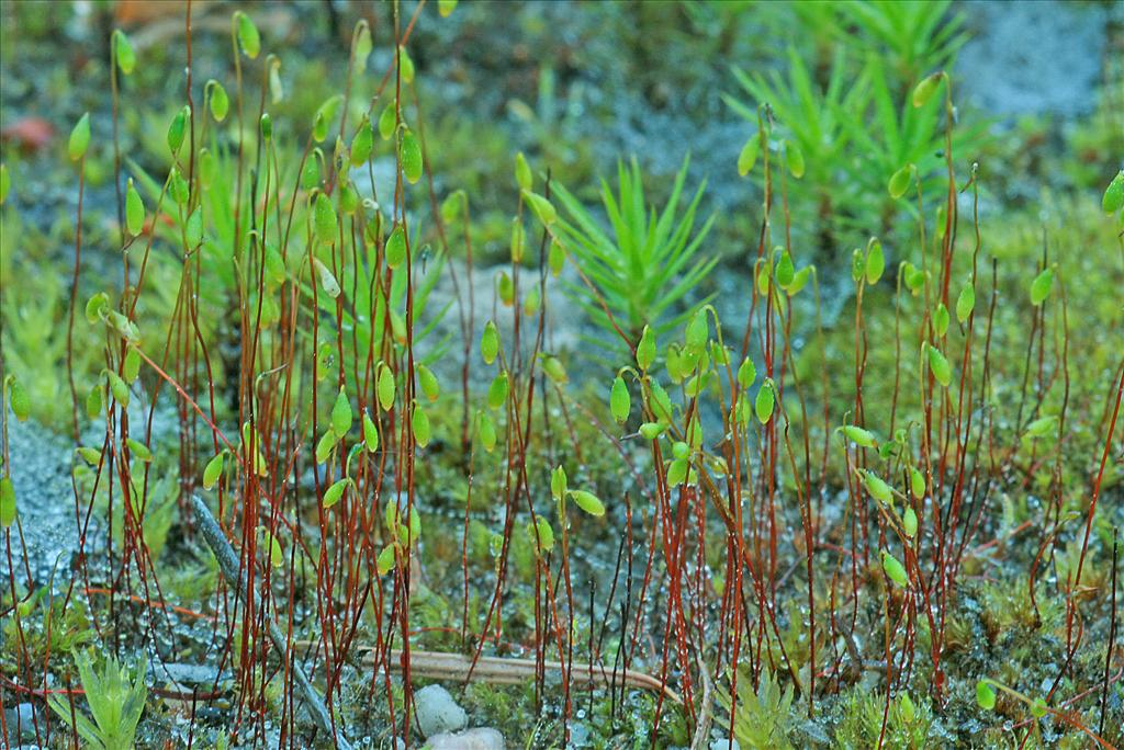 Bryum tenuisetum (door Jan Kersten)