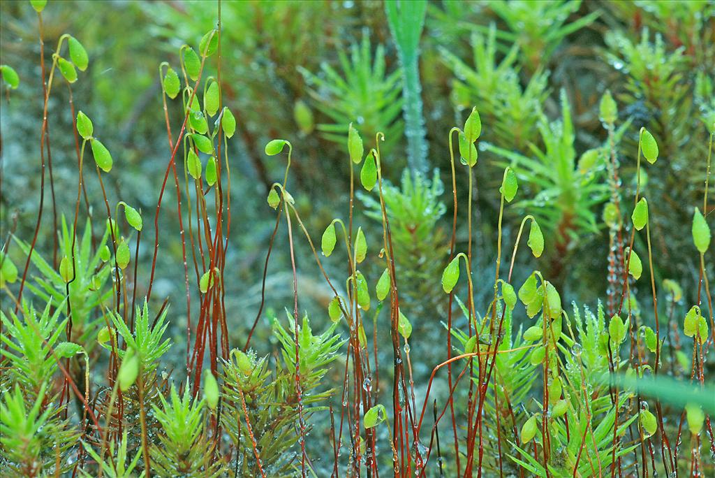 Bryum tenuisetum (door Jan Kersten)