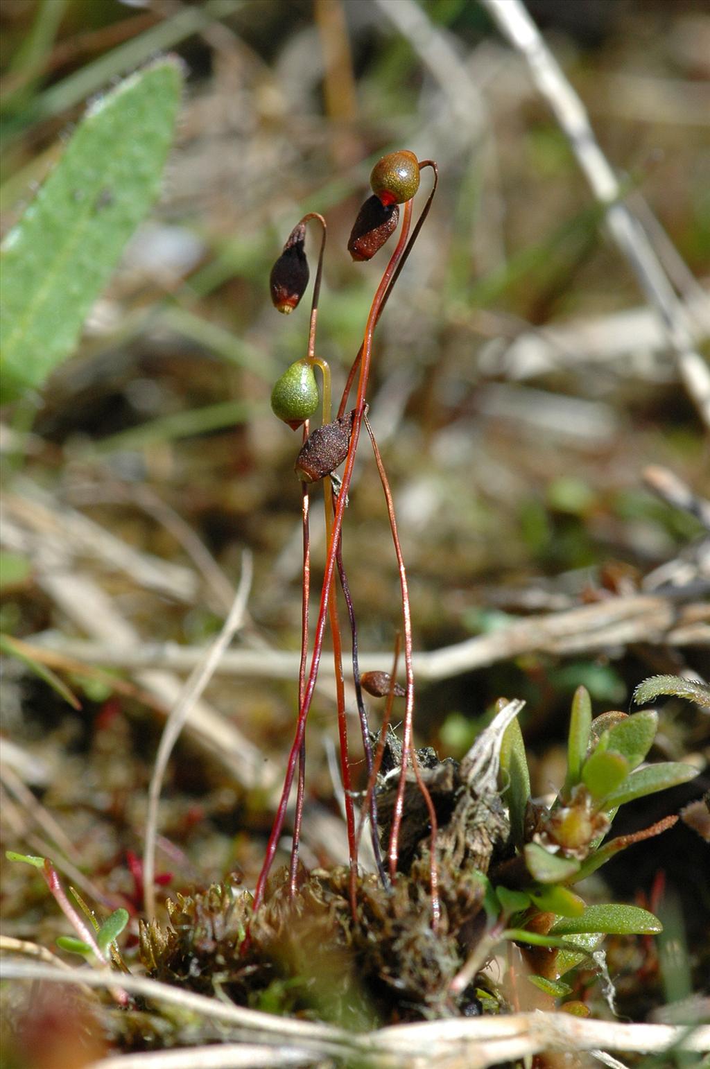 Bryum warneum (door Bas Kers)