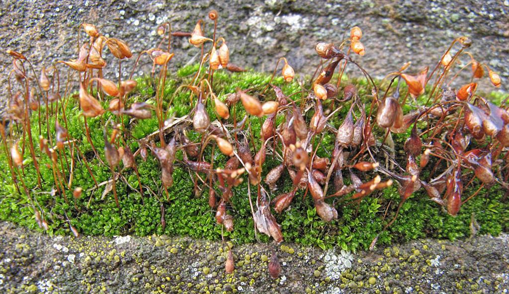 Bryum radiculosum (door Hans de Bruijn)