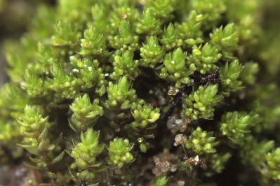 Bryum barnesii (door Klaas van der Veen)