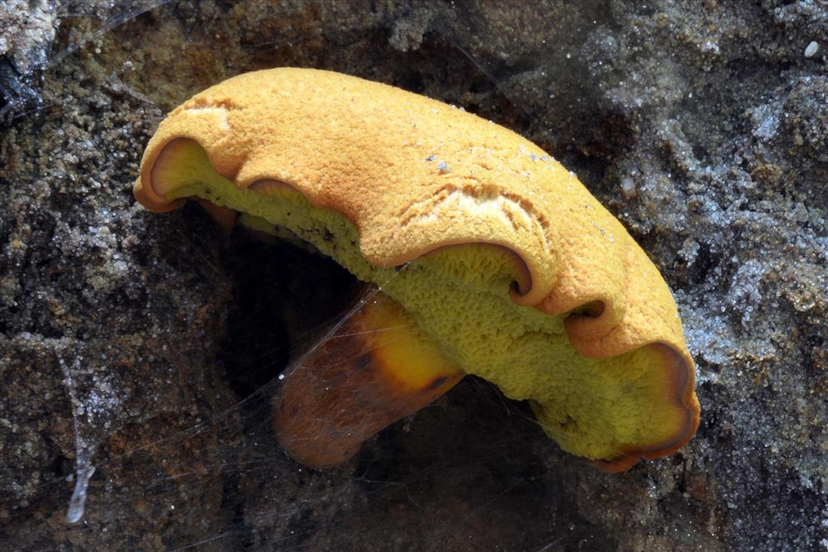 Buchwaldoboletus lignicola (door Laurens van Run)