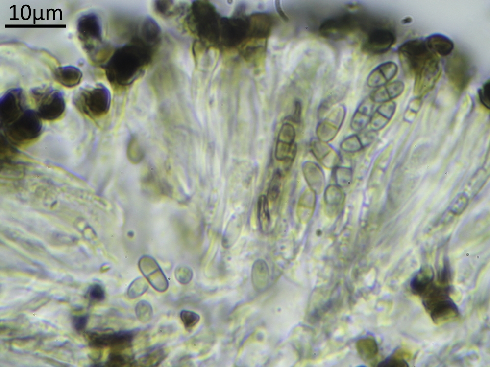 Buellia schaereri (door Henk-Jan van der Kolk)