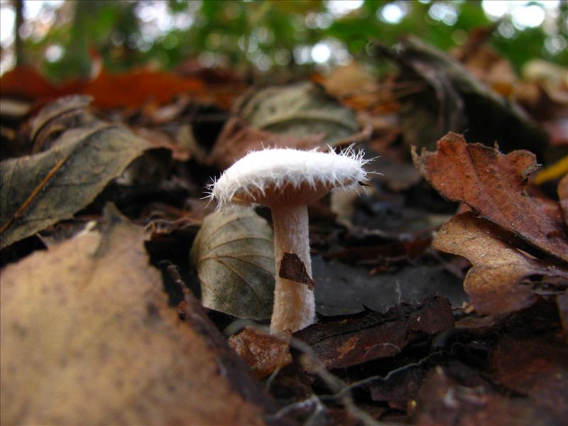 Ripartites tricholoma (door J.L.J. Wolfs)