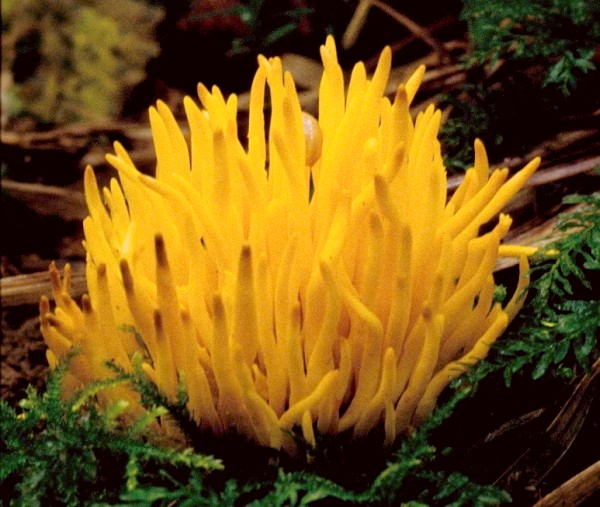 Clavulinopsis fusiformis (door Eef Arnolds)