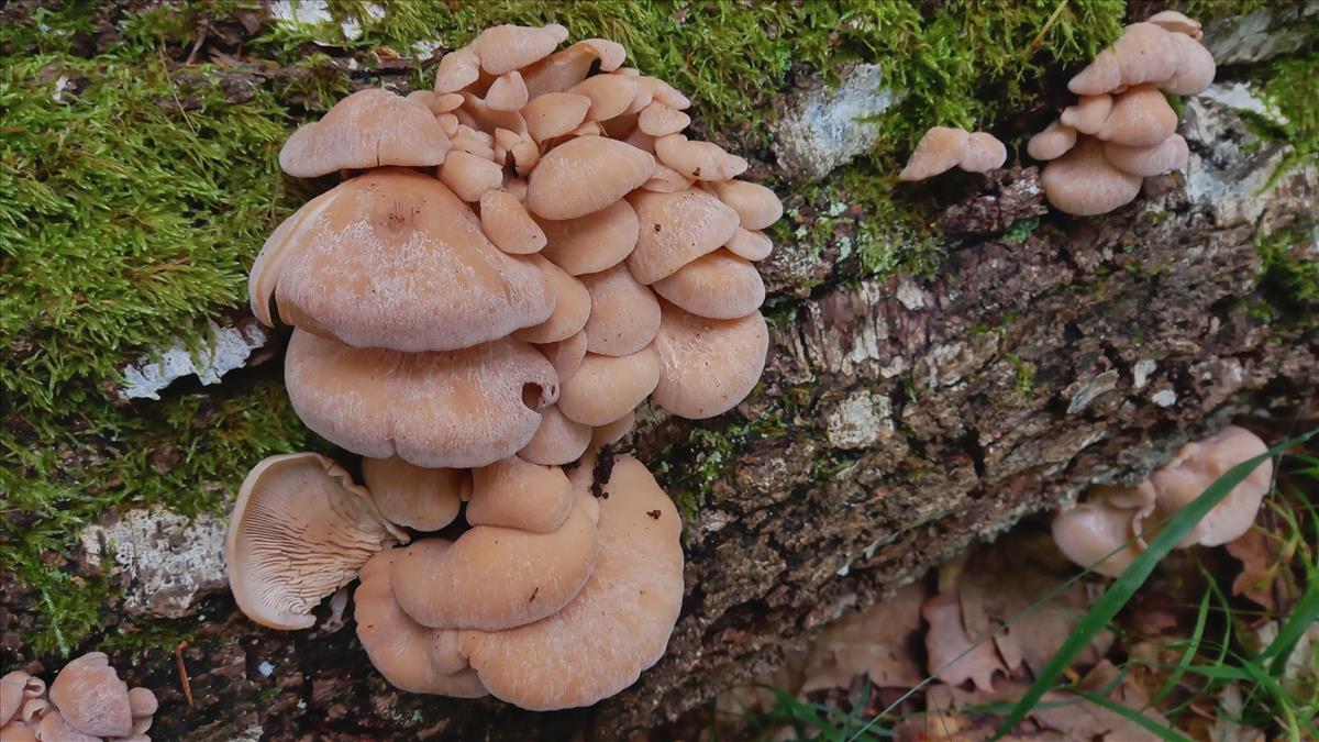 Lentinellus vulpinus (door Aldert Gutter)