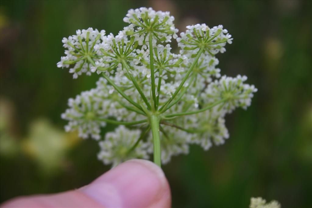 Bunium bulbocastanum (door Niels Jeurink)