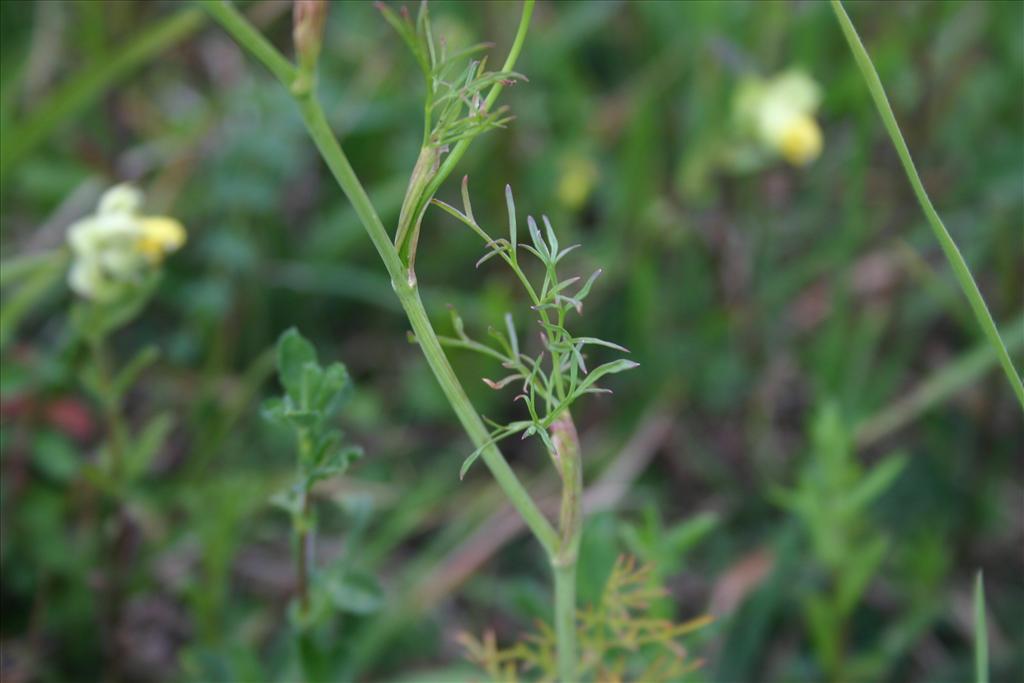 Bunium bulbocastanum (door Niels Jeurink)