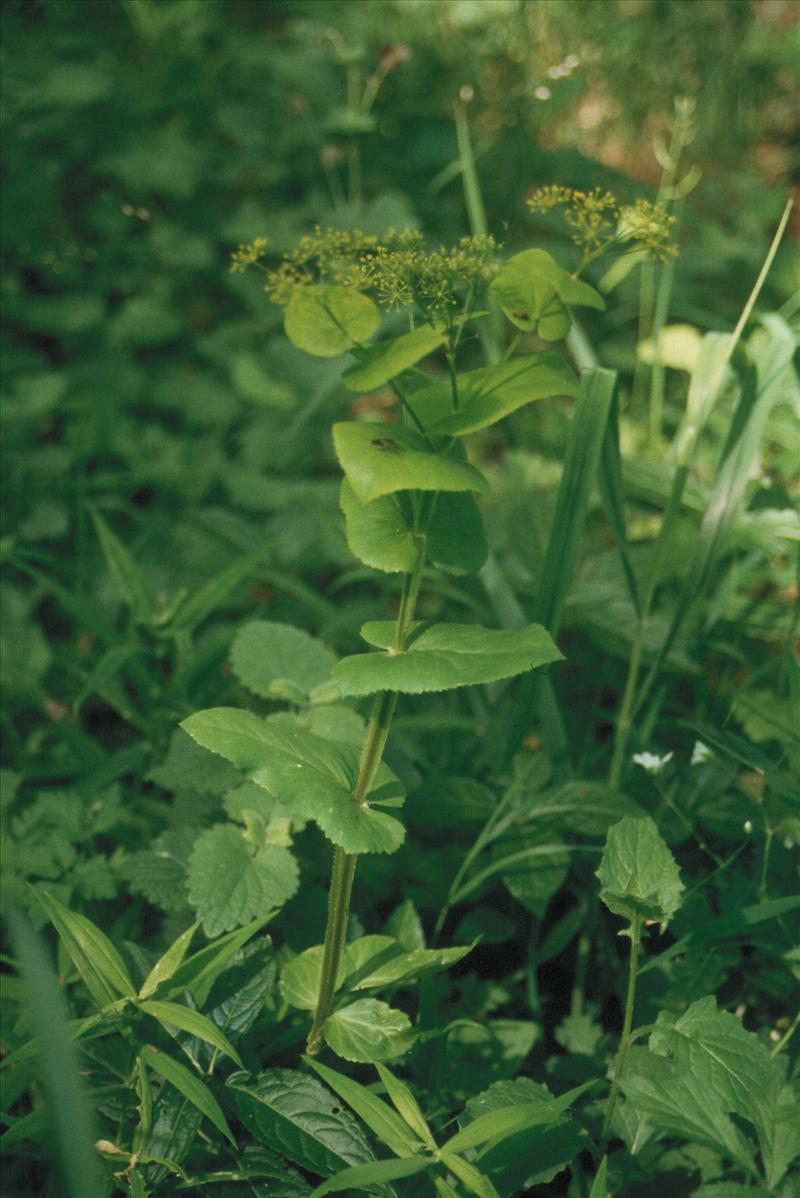 Smyrnium perfoliatum (door Adrie van Heerden)