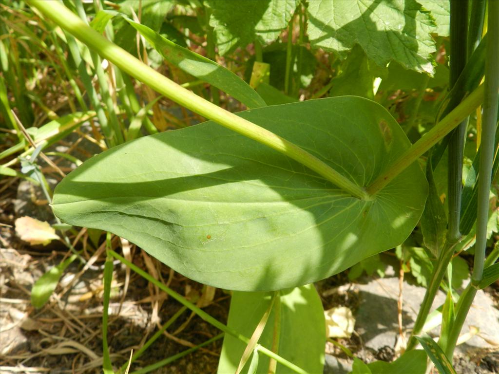 Bupleurum subovatum (door Rutger Barendse)