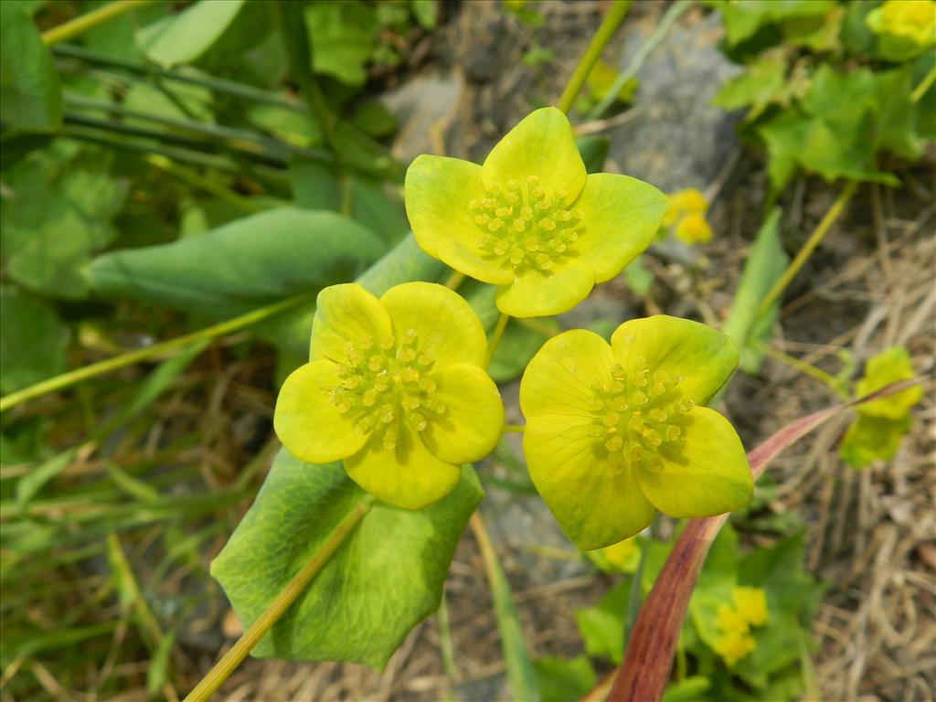 Bupleurum subovatum (door Rutger Barendse)