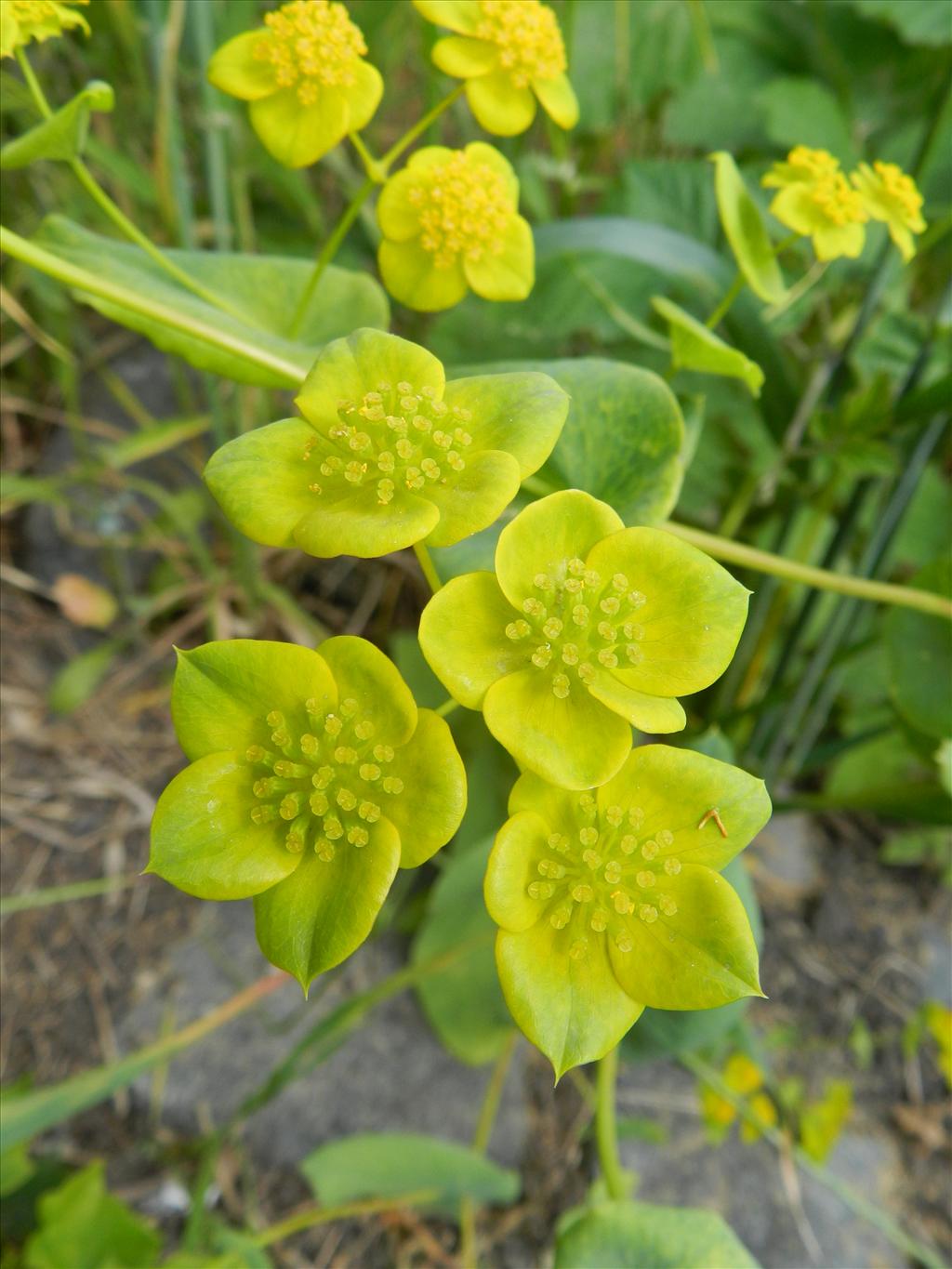 Bupleurum subovatum (door Rutger Barendse)