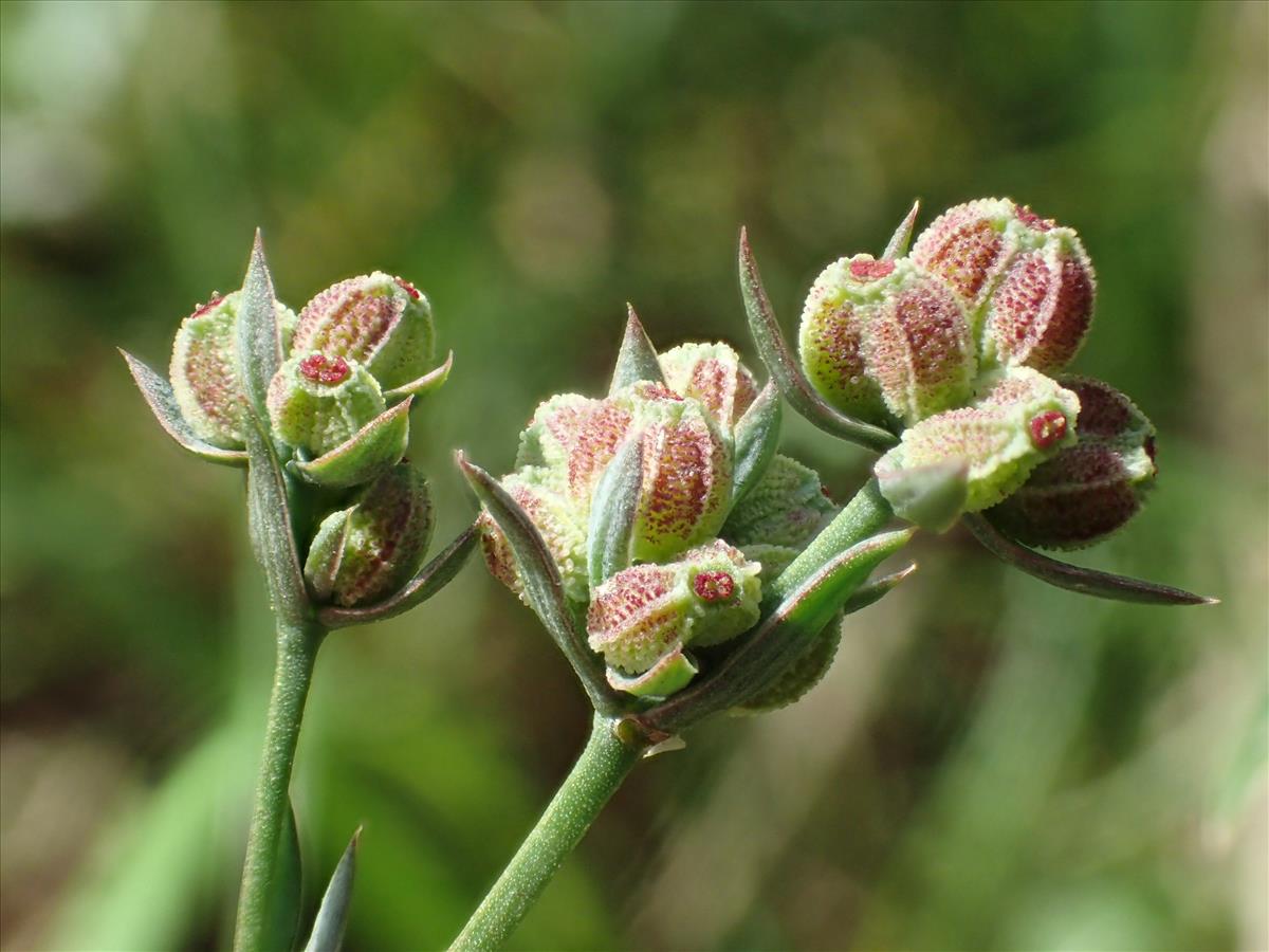 Bupleurum tenuissimum (door Adrie van Heerden)