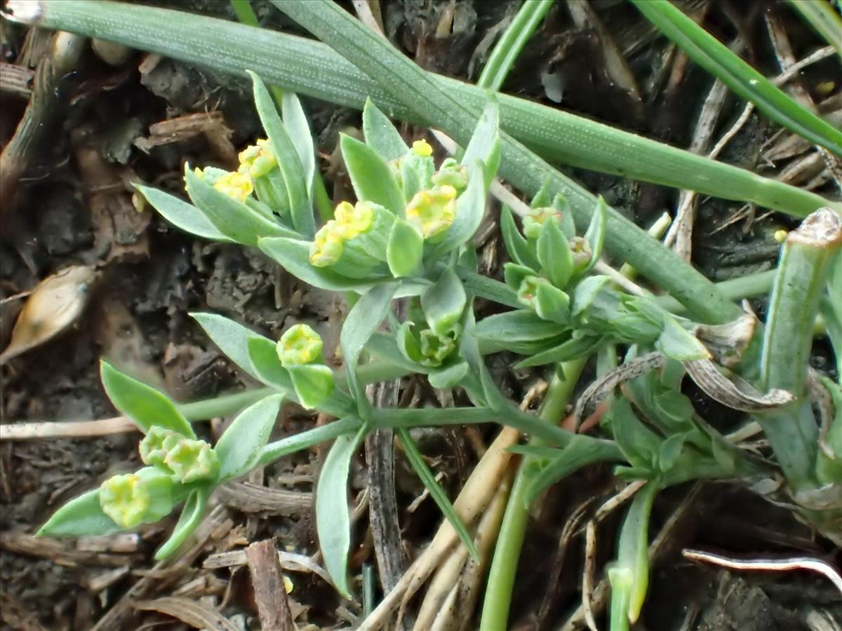 Bupleurum tenuissimum (door Adrie van Heerden)