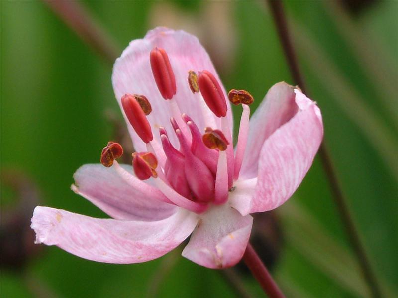 Butomus umbellatus (door Adrie van Heerden)