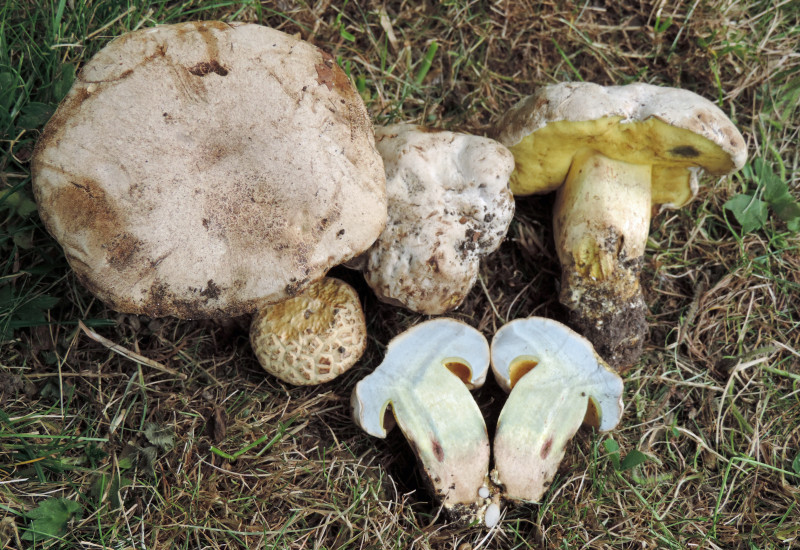 Butyriboletus fechtneri (door Jaap Wisman)