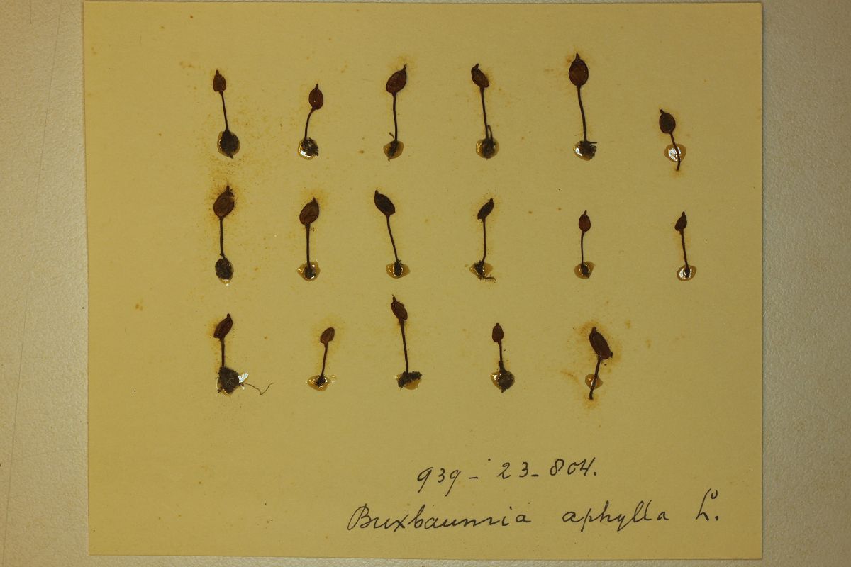 Buxbaumia aphylla (door Laurens Sparrius)