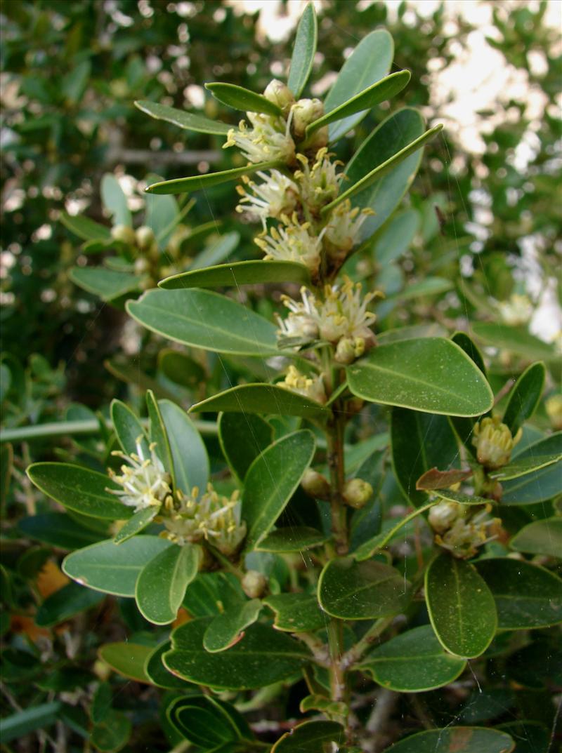 Buxus sempervirens (door Adrie van Heerden)