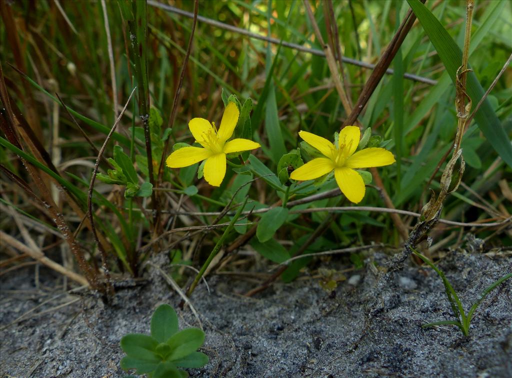 Hypericum humifusum (door Hero Moorlag)