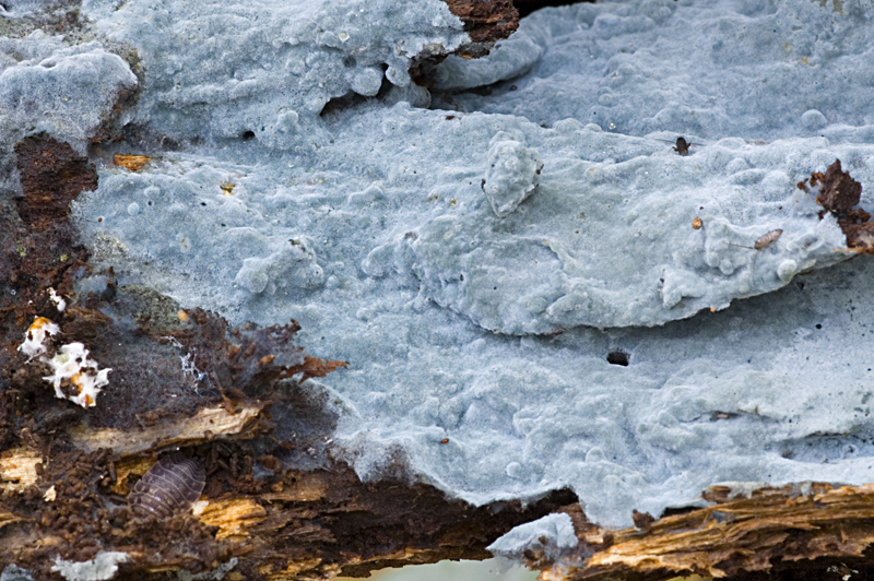 Byssocorticium atrovirens (door Nico Dam)