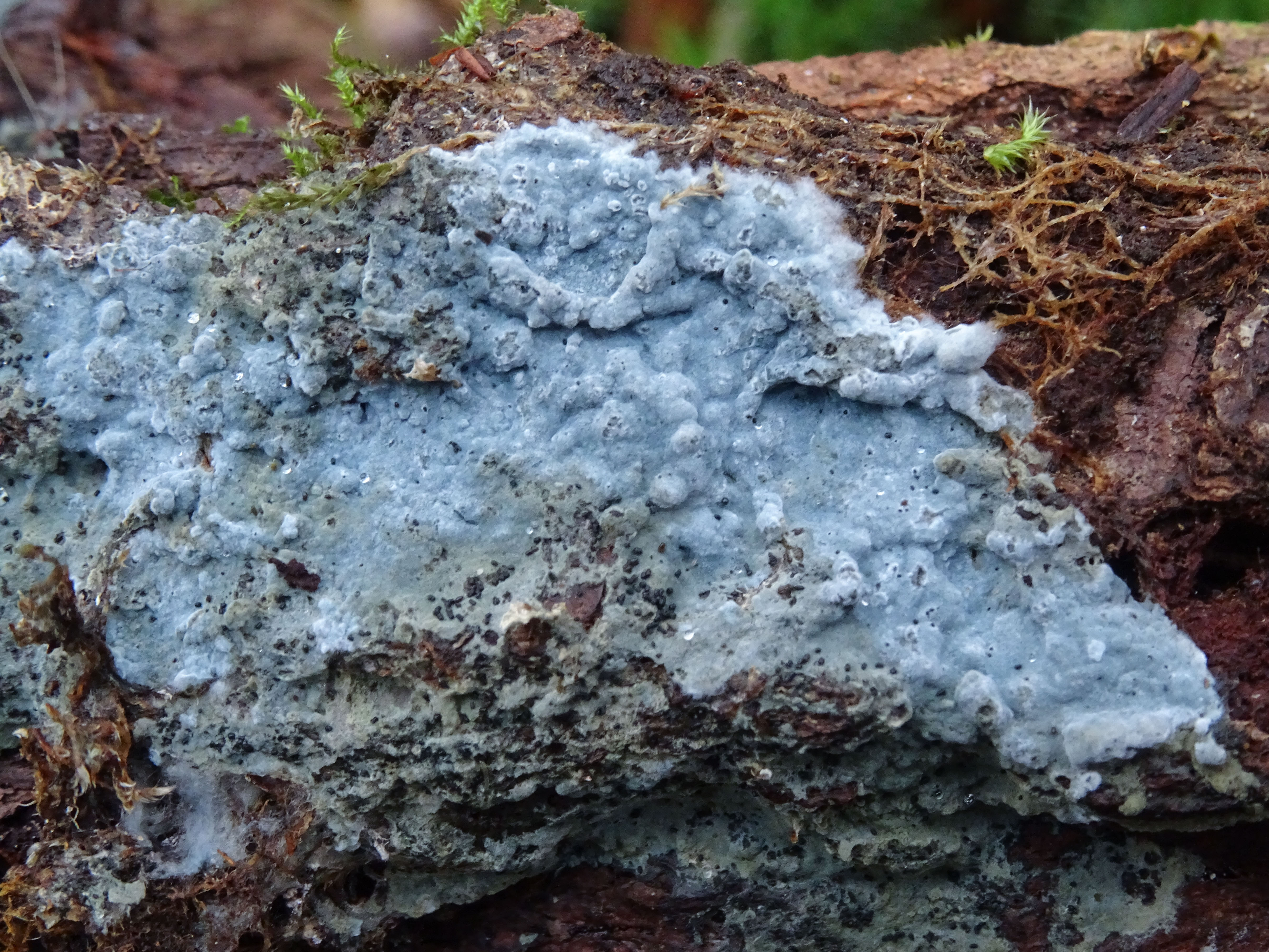 Byssocorticium atrovirens (door Roeland Enzlin)