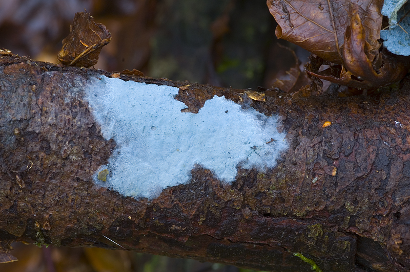 Byssocorticium atrovirens (door Nico Dam)