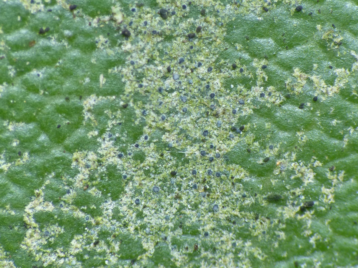 Byssoloma diederichii (door Henk-Jan van der Kolk)