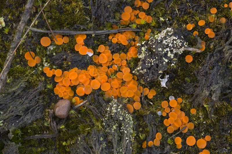 Byssonectria aggregata (door Nico Dam)