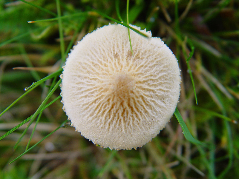 Cystoderma amianthinum f. rugosoreticulatum (door André Houter)