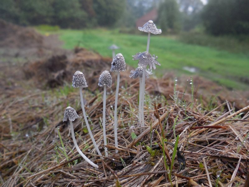 Coprinopsis friesii (door Marian Jagers)