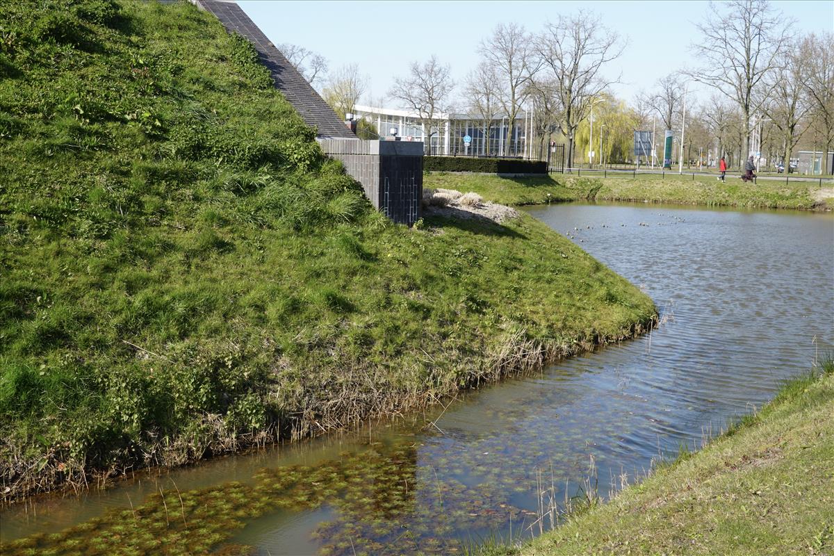 Hottonia palustris (door Jetske Metzlar)