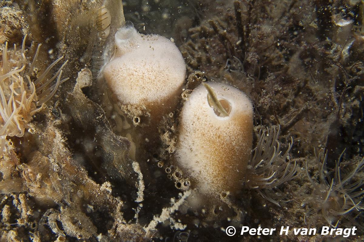 Chalinula loosanoffi (door Peter H van Bragt)