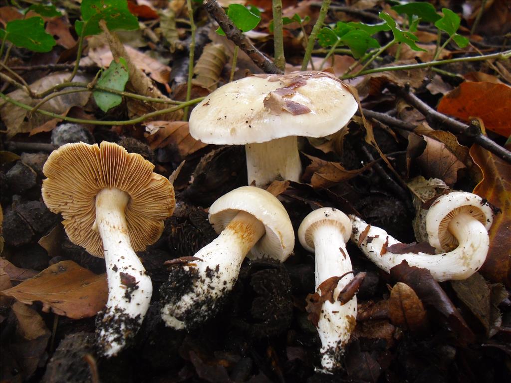 Cortinarius emollitus (door Michel Beeckman)