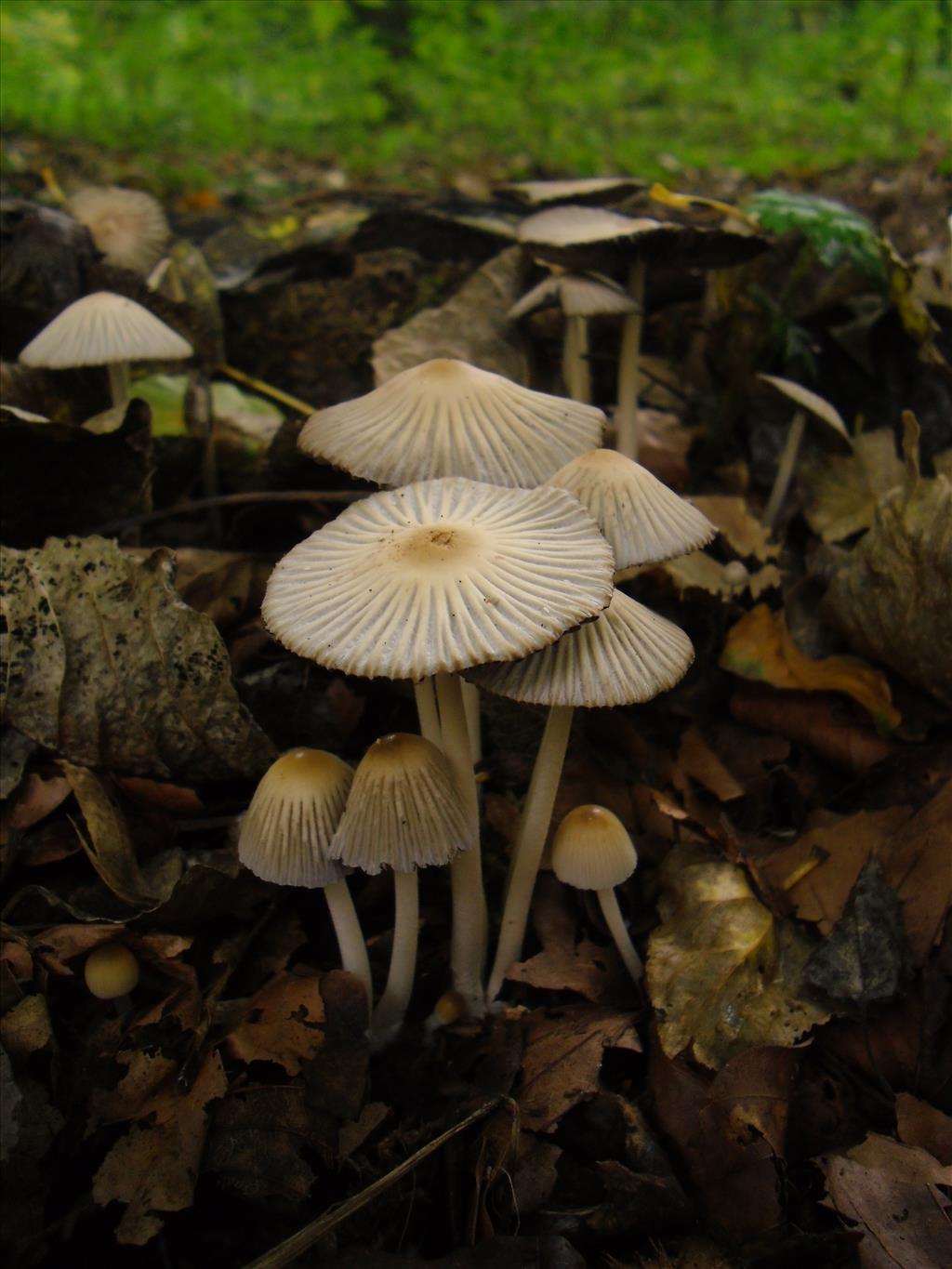 Coprinellus impatiens (door Michel Beeckman)